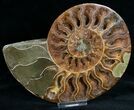 Beautiful Cut & Polished Ammonite #6873-3